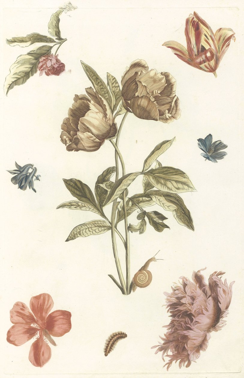 Forskjellige blomster og en larve av Anonymous