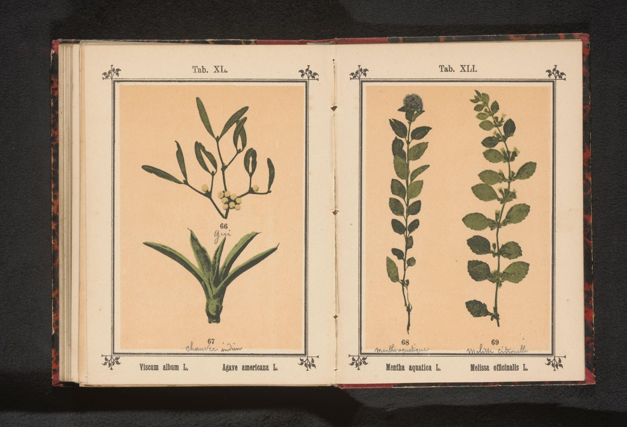 Vann mynte og sitronmelisse Mentha aquatica L. Melissa officinalis L. (tittel på objekt) av Anonymous