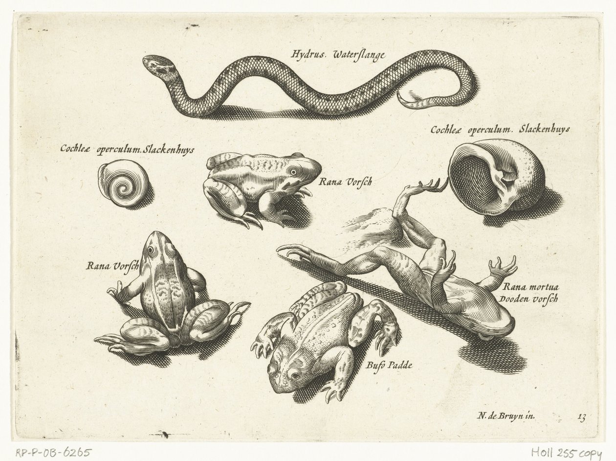 Vannslange, frosker og padder Libelivs diverse Genera piscium complectens (serietittel) Ferskvannsfisk, marin fisk, frosker, krepsdyr og sjødyr (serietittel) av Anonymous