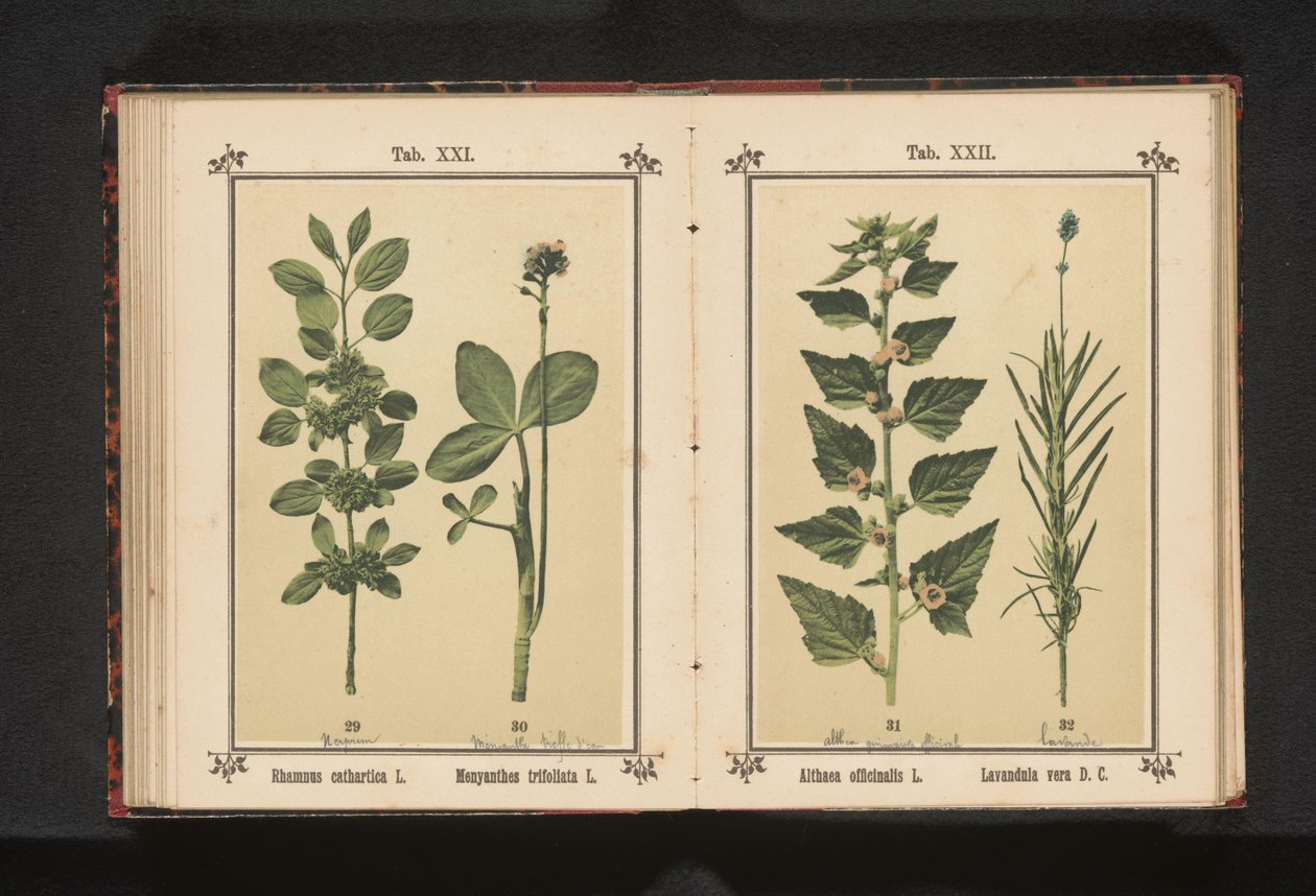 Wedgedoorn og vanntørke blader Rhamnus cathartica L. Menyanthes trifoliata L. (tittel på objekt) av Anonymous