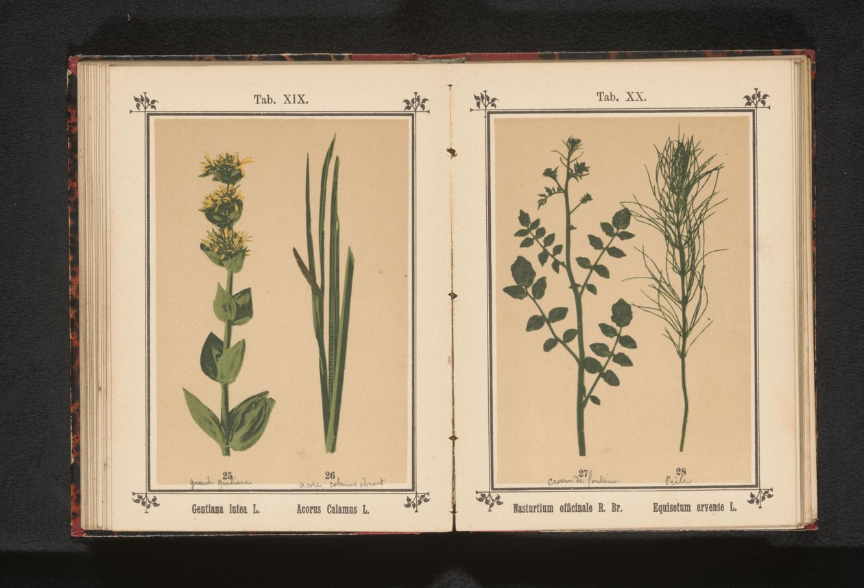 Hvit brønnkarse og kjerringrokk Nasturtium officinale R. Br. Equisetum arvense L. (tittel på objekt) av Anonymous