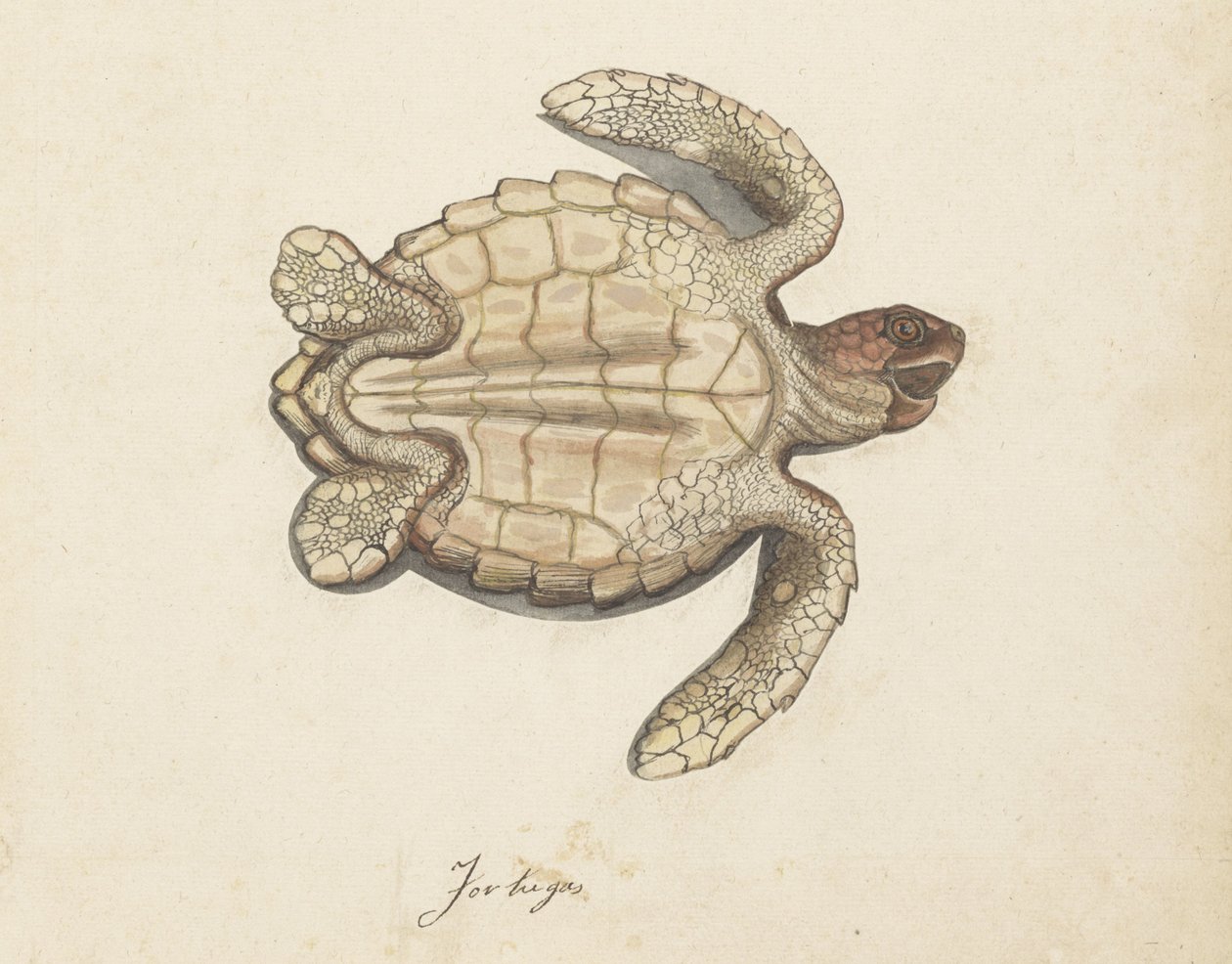 Sjø skilpadde Tortugas (tittel på objekt) Lombard-album (serietittel) av Anonymous