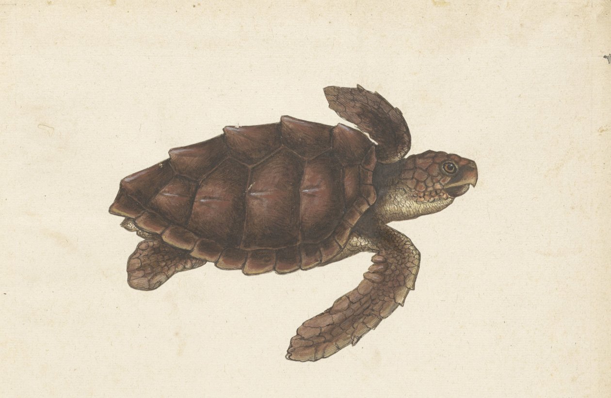 Zeeschildpad Tortugas - Eretmochelys imbricata / Hawksbill Turtle / karetschildpad (tittel på objekt) Lombard-album (serietittel) av Anonymous