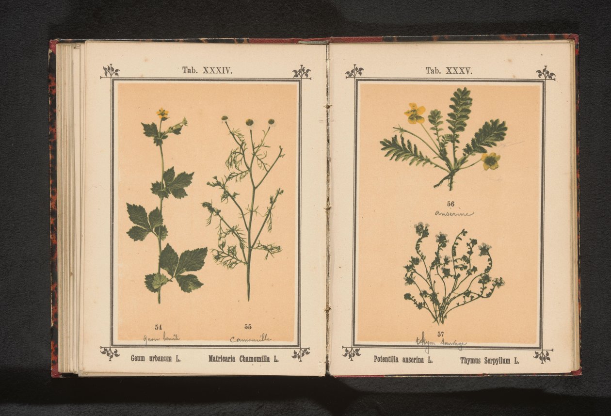 Sølvrens og liten timian Potentilla anserina L. Thymus Serpyllum L. (tittel på objekt) av Anonymous