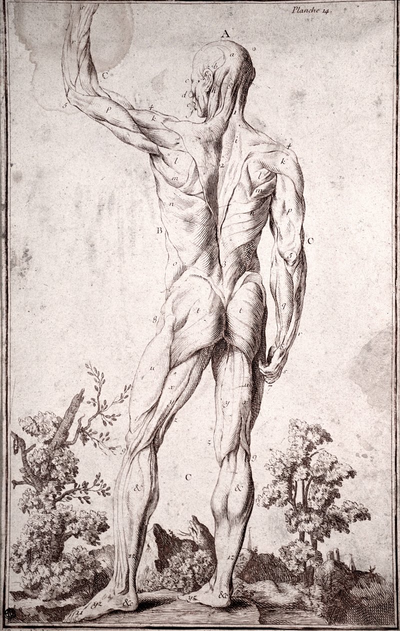Anatomisk studie av det menneskelige muskelsystemet (gravering av Anonymous Anonymous