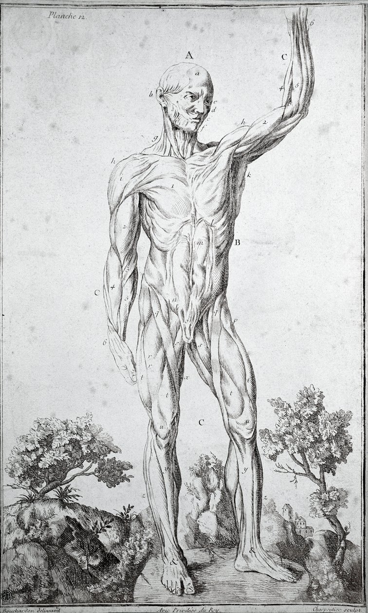Anatomisk studie av det menneskelige muskelsystemet (gravering av Anonymous Anonymous