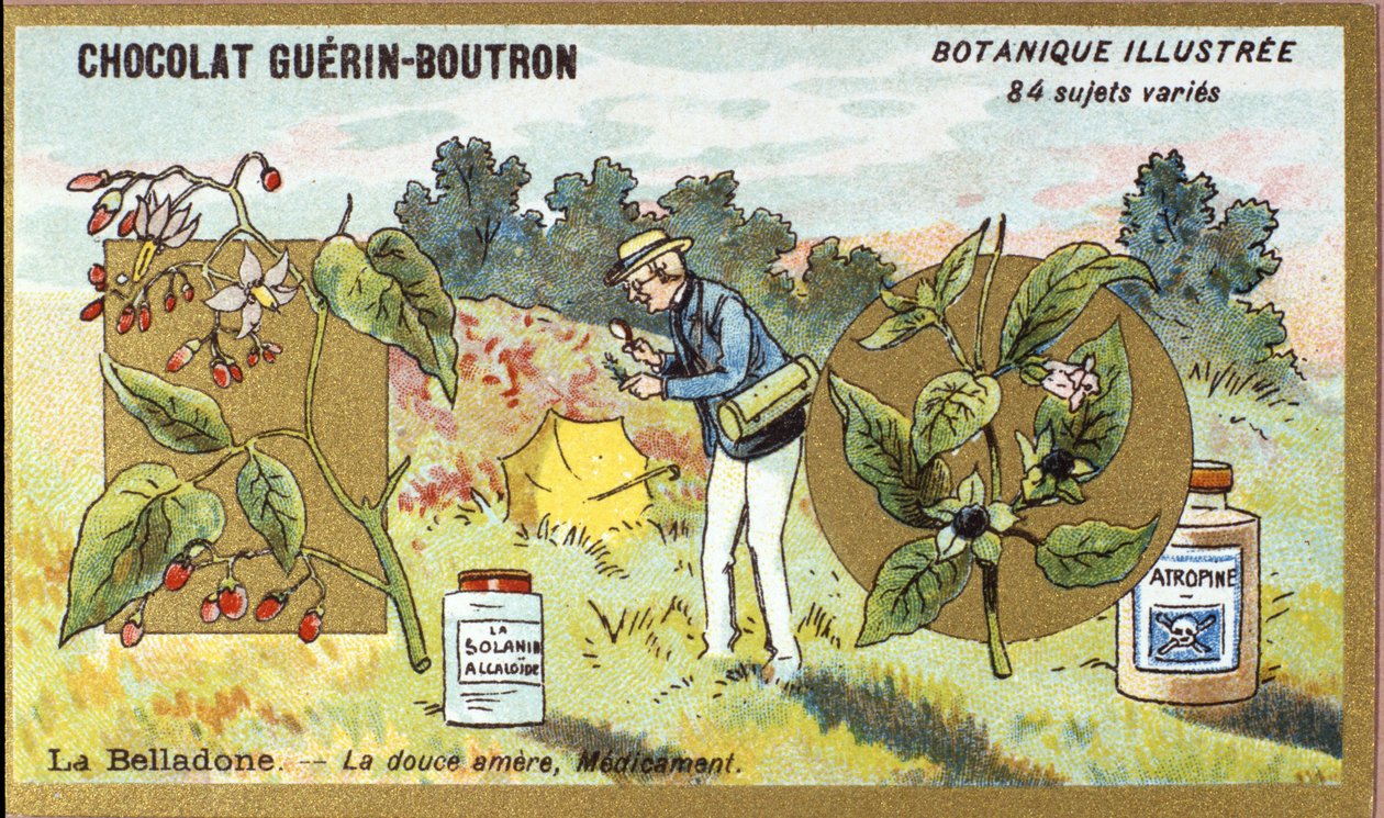 Belladonna: den søte bitre, medisin. Gravering (kromo). Reklamekromolitografi for Guerin-Boutron-sjokolade, sent på 1800-tallet. Illustree Botanical Series. av Anonymous Anonymous