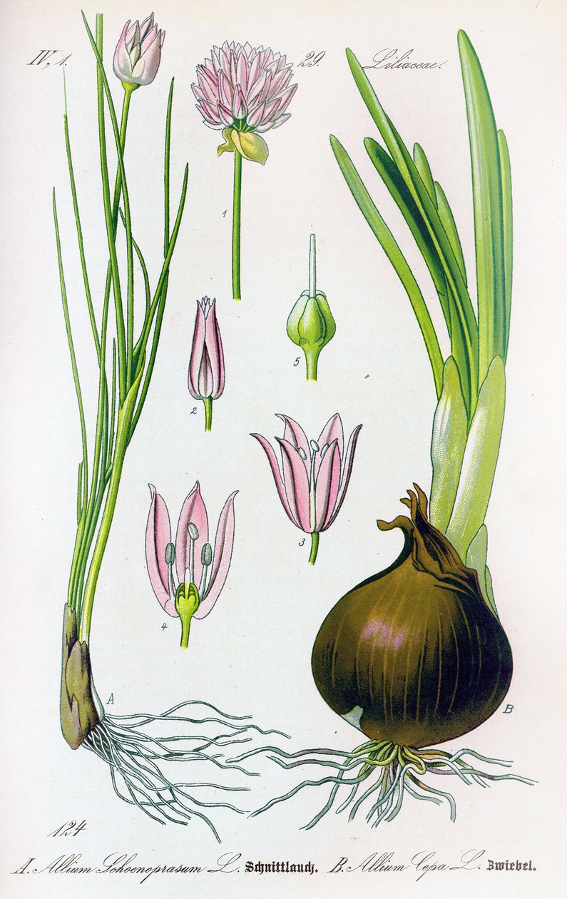 Botanisk bord: Allium schoenoprasum (gressløk) og allium cepa (løk). Plate 29. Privat samling av Anonymous Anonymous