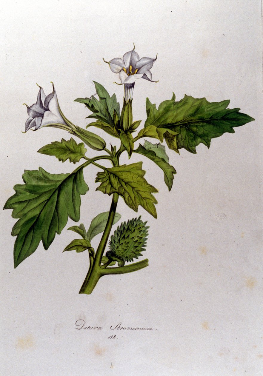 Botanisk bord: Datura Stramonium (Datura stramoine eller stramoine officinale). Gravering i "Flora Monacensis" av Franz von Paula Schrank (1747-1835), tysk naturforsker, Monaco 1816. av Anonymous Anonymous