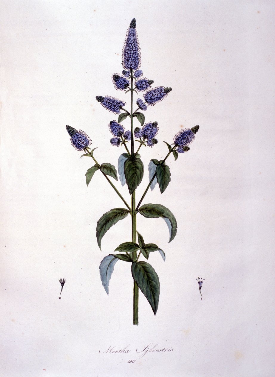 Botanisk bord: villmynte (mentha sylvestris). 1800-talls gravering. av Anonymous Anonymous
