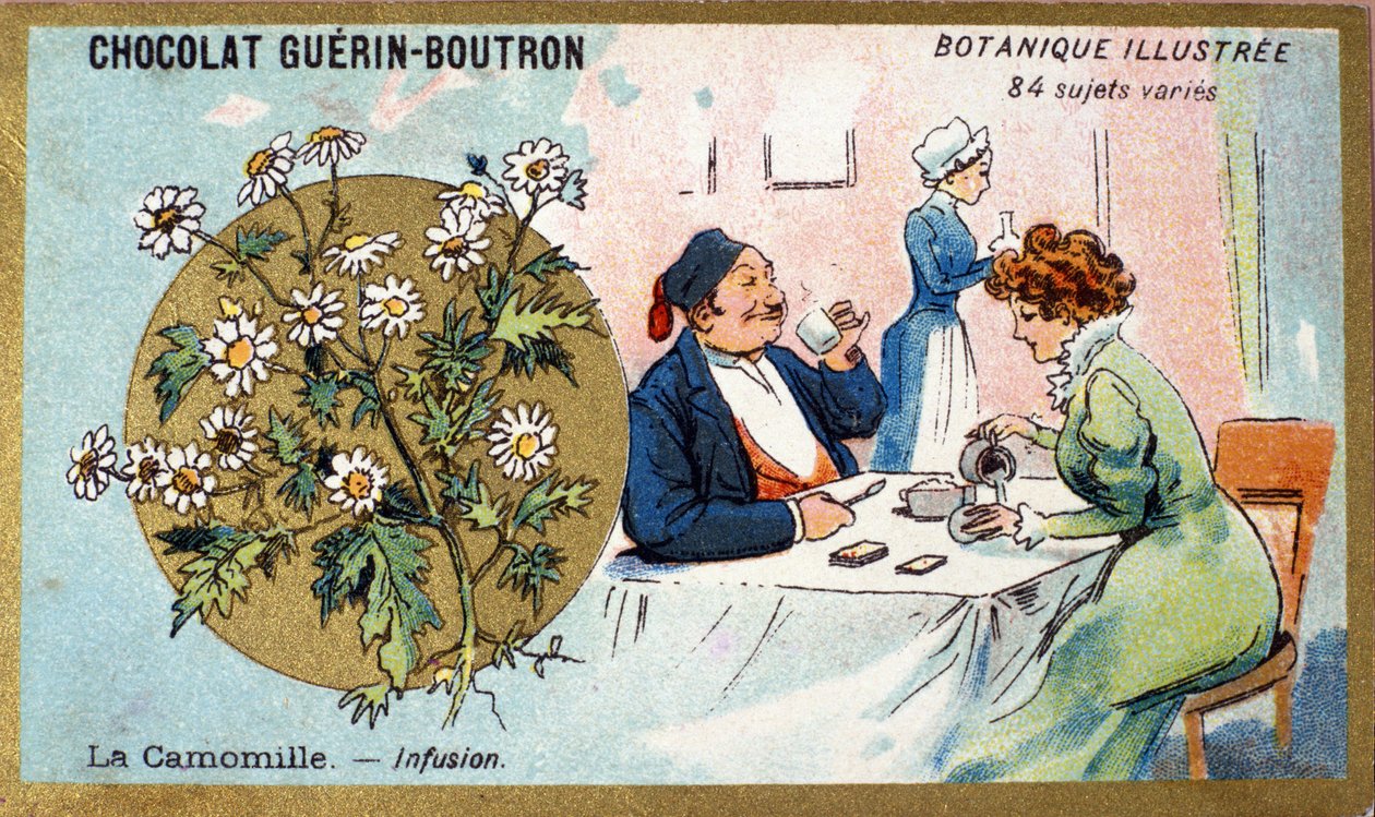 Kamille: infusjon. Gravering (kromo). Reklamekromolitografi for Guerin-Boutron-sjokolade, sent på 1800-tallet. Illustree Botanical Series. av Anonymous Anonymous