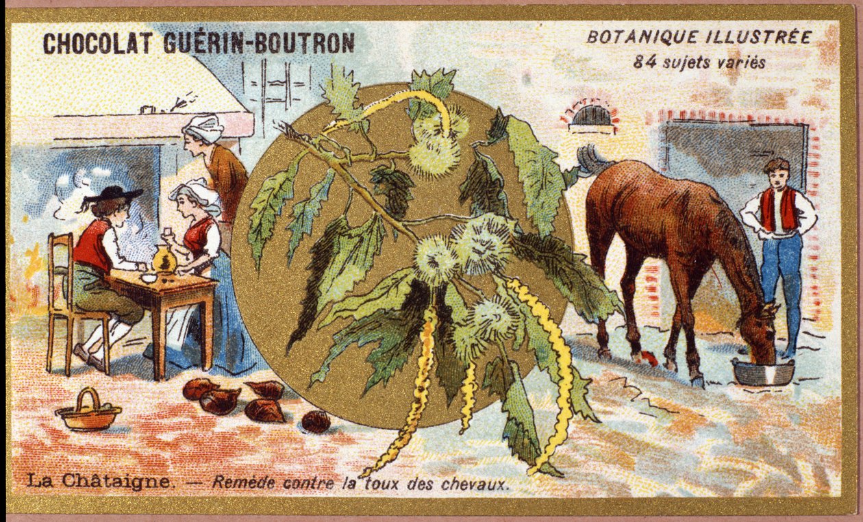 La Chestaigne: avhjelpe hosten til hester. Gravering (kromo). Reklamekromolitografi for Guerin-Boutron-sjokolade, slutten av 1800-tallet. Illustree Botanical Series. av Anonymous Anonymous