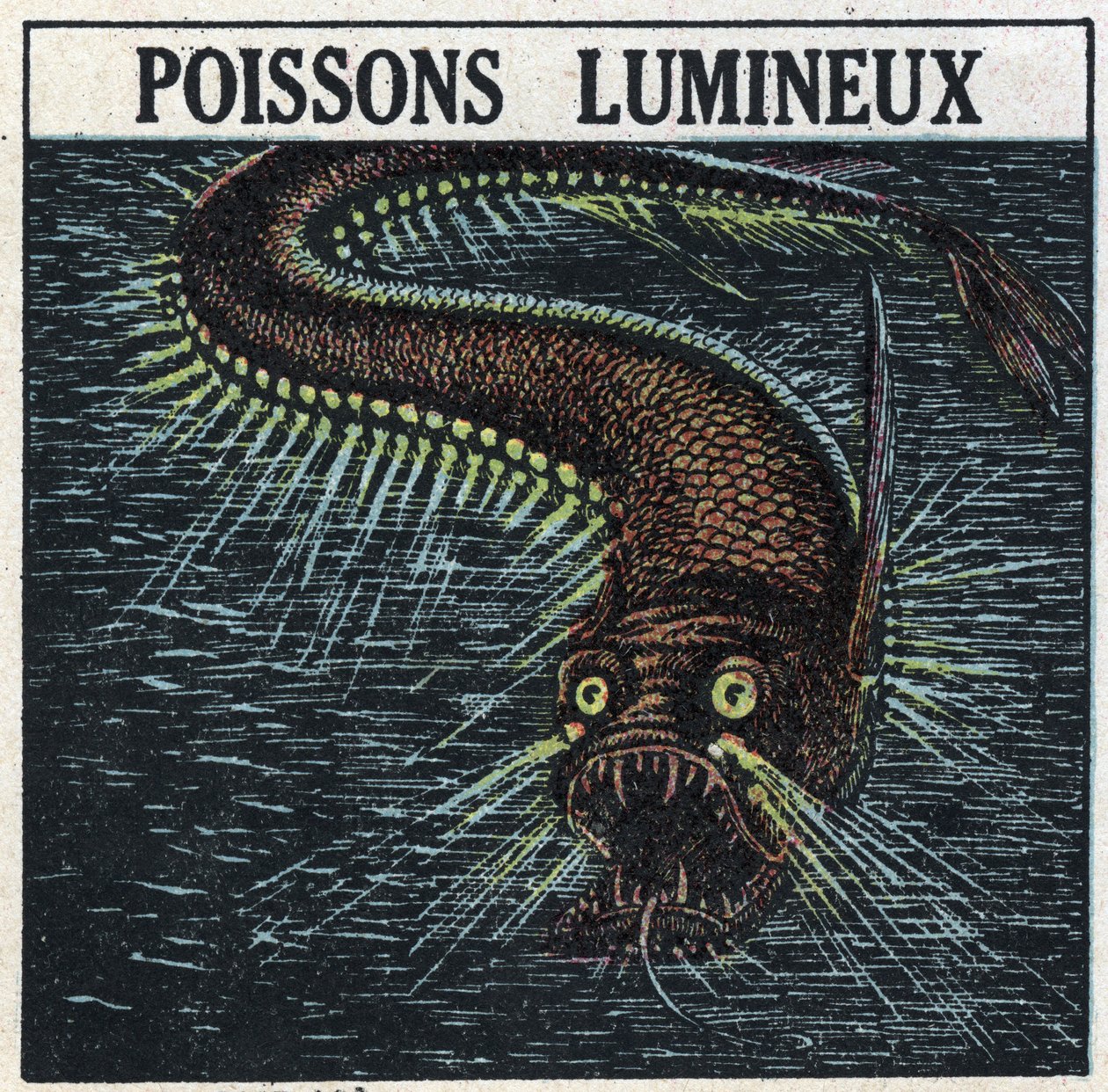 Fosforescens: lysende fisk. Anonym illustrasjon fra 1925. Privat samling. av Anonymous Anonymous