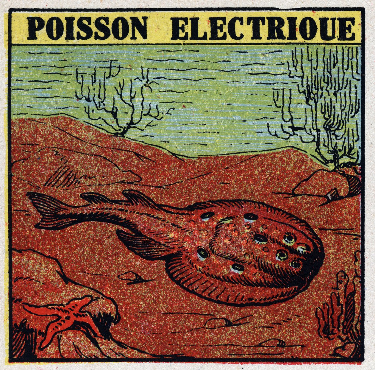 Physiological effects of electricite: electric fish. Anonymous illustration from 1925. Private collection. av Anonymous Anonymous