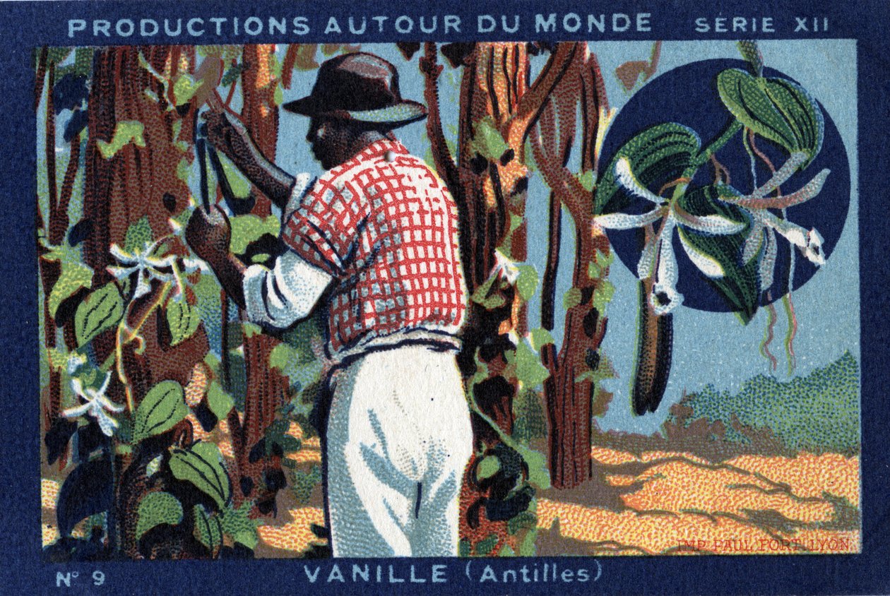 Produksjoner over hele verden: Vanilje i Vestindia. Kromolitografi fra 1933 i "" Joseph-Milliat Album"" av Anonymous Anonymous