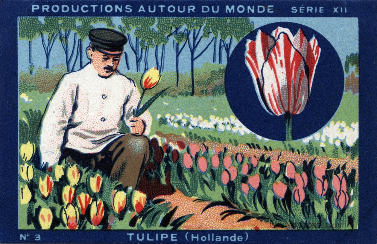 Produksjoner over hele verden: tulipan i Holland. Kromolitografi fra 1933 i "" Joseph-Milliat Album"" av Anonymous Anonymous