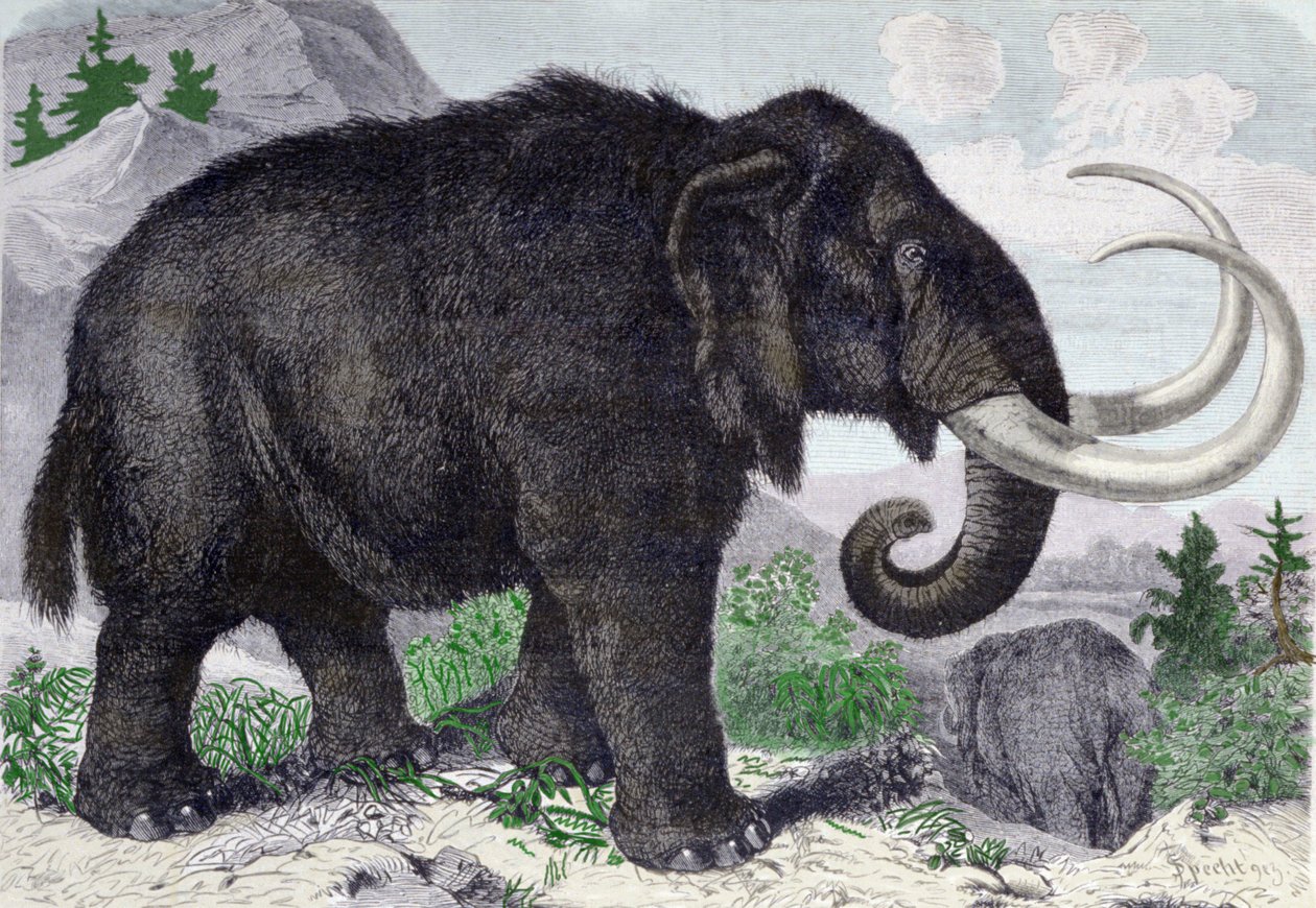 Representasjon av en mammut. Rekonstituert etter oppdagelsene av Adams, et medlem av St. Petersburg Academy. Gravering fra 1867. . av Anonymous Anonymous