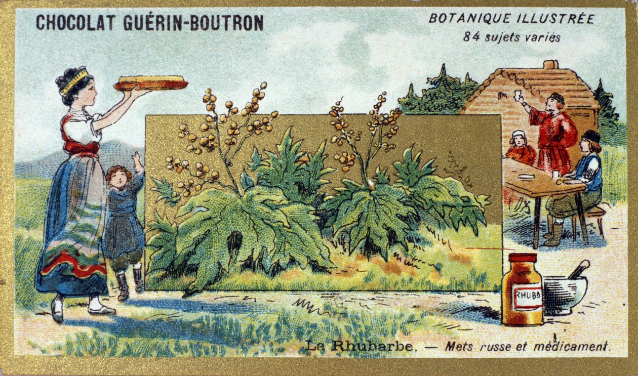 Rabarbra: Russisk mat og medisin. Gravering (kromo). Reklamekromolitografi for Guerin-Boutron-sjokolade, sent på 1800-tallet. Illustree Botanical Series. av Anonymous Anonymous