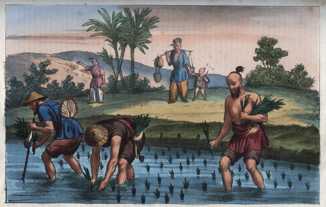 Risplantasjen, Kina (la ris) - gravering fra "" skikker og tradisjoner til alle folkeslag i universet. Det vil si historien om regjeringen, lovene, militsen, om religionen til alle nasjoner fra de fjerneste tider til i dag "1856 av Anonymous Anonymous