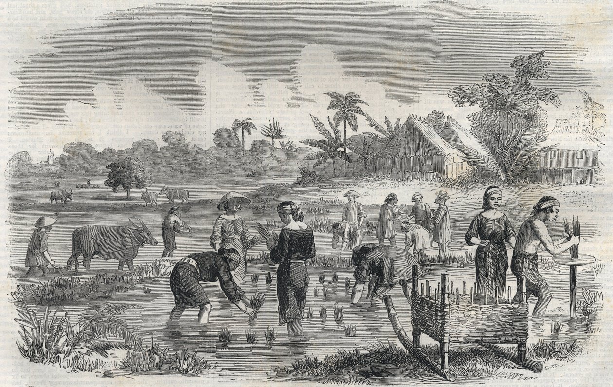 Risdyrking i Manila (Manilla) på Filippinene i 1864. (Planting av ris i Manilla) Anonym gravering. Privat samling. av Anonymous Anonymous
