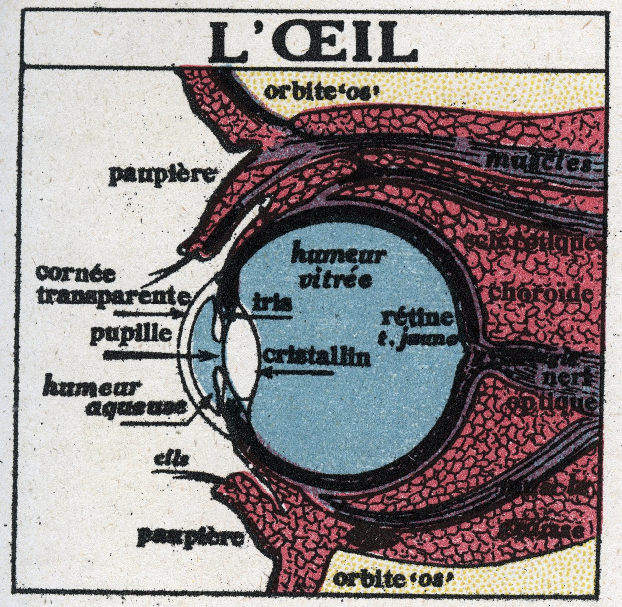 The eye: cross section of a human eye. Anonymous illustration from 1925. Private collection. av Anonymous Anonymous