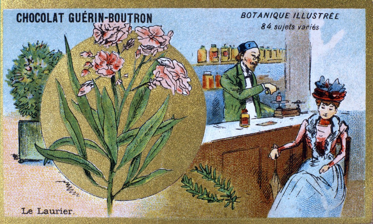 Laurbæret. Gravering (kromo). Reklamekromolitografi for Guerin-Boutron-sjokolade, sent på 1800-tallet. Illustree Botanical Series. av Anonymous Anonymous
