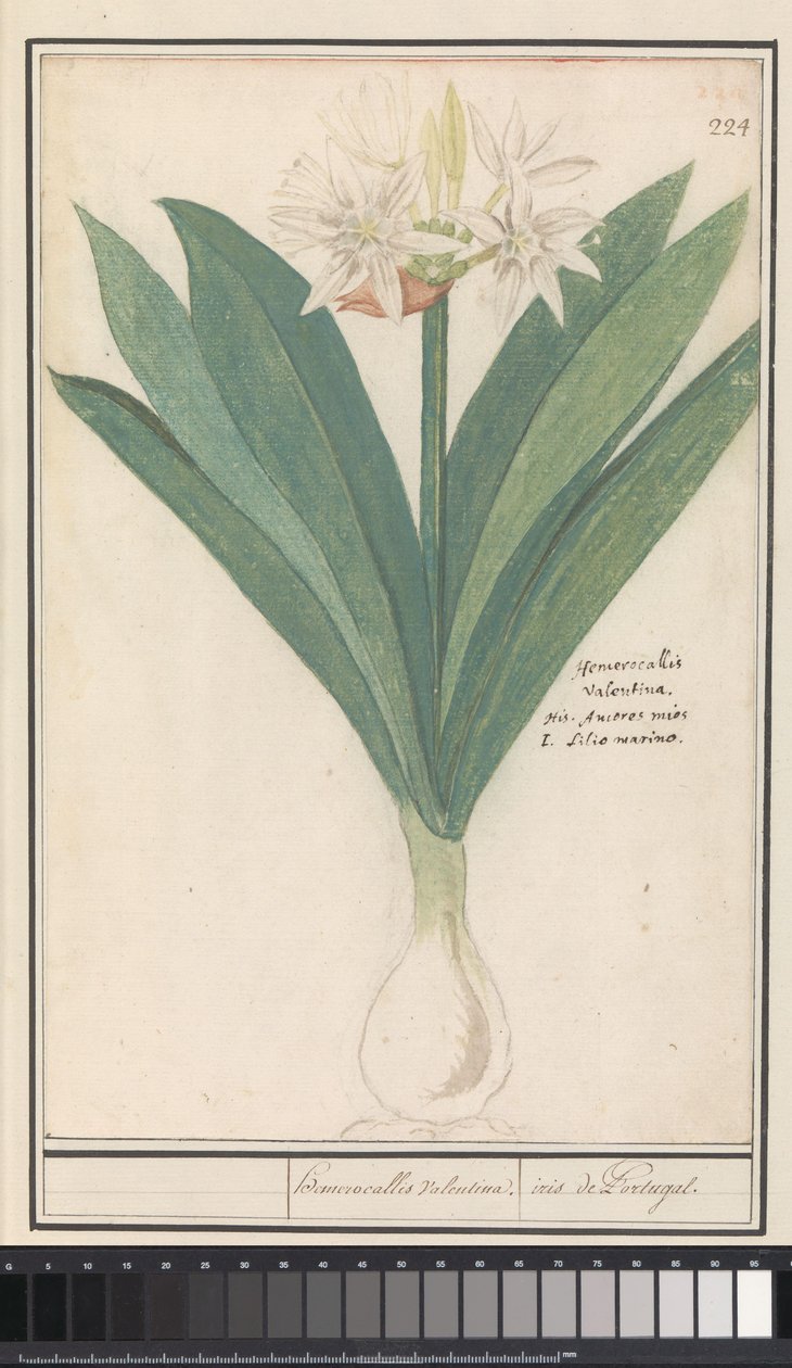 Amaryllis (Hippeastrum) heromocallis Valentina / iris fra Portugal (tittel på objekt) av Anselmus Boëtius de Boodt