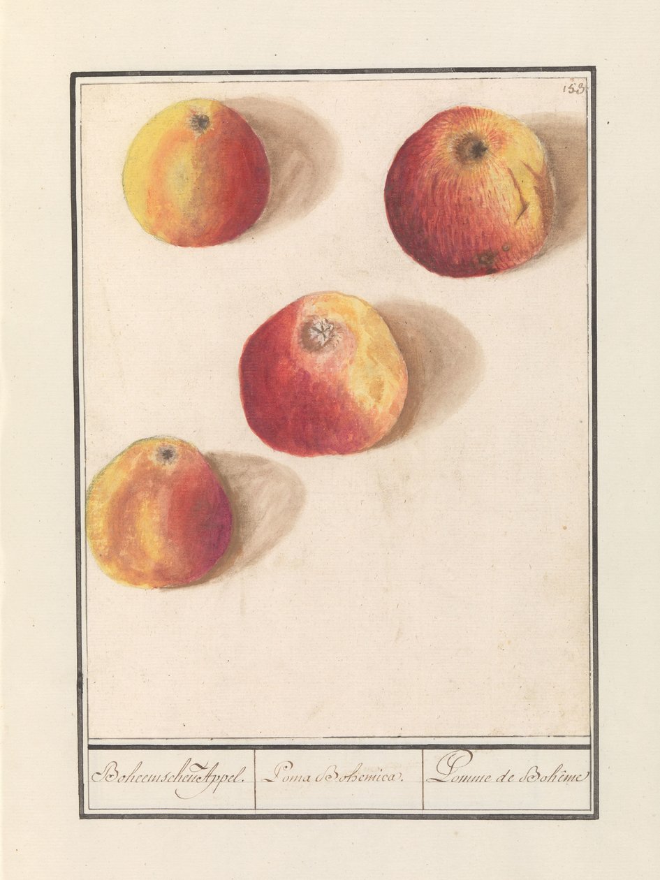 Eple (Malus domestica) Bohemsk appell. / Poma Bohemica. / Pomme de Bohême (tittel på objekt) av Anselmus Boëtius de Boodt