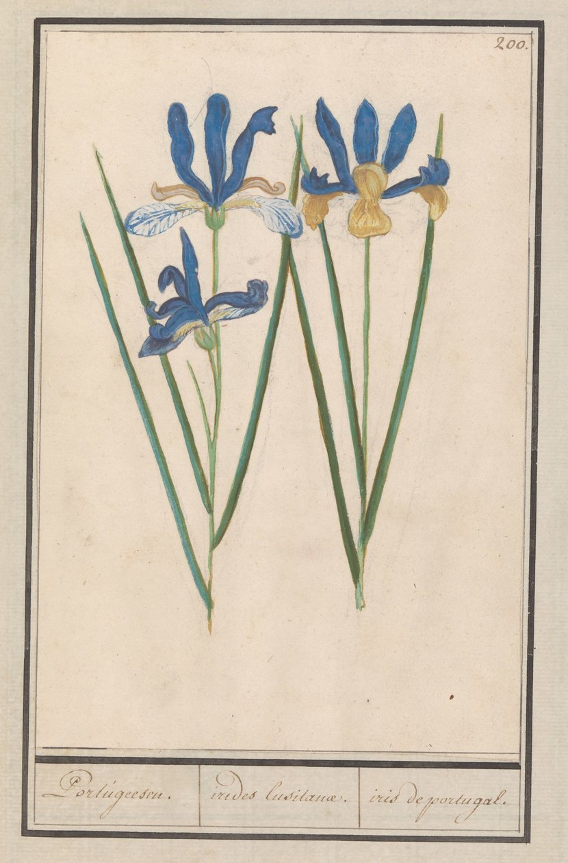 Blauwe lis (Iris sibirica) Portugeesen. / irides lusitanae. / iris portugal. (tittel på objekt) av Anselmus Boëtius de Boodt