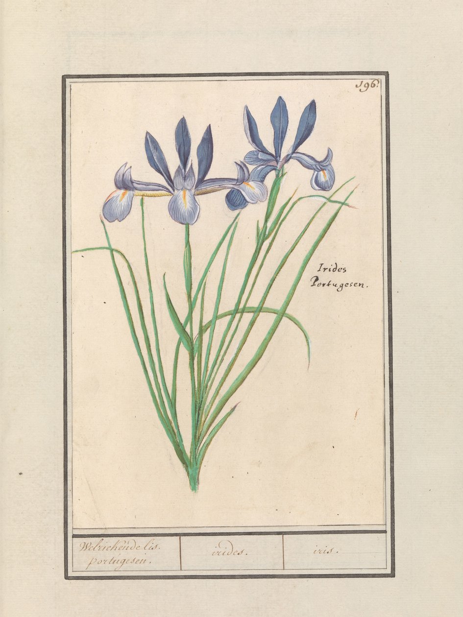 Blå iris (Iris sibirica) Duftende iris. portugisisk. / iris. /iris. (tittel på objekt) av Anselmus Boëtius de Boodt