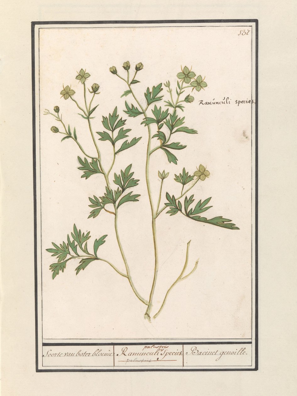 Smørblomst (Ranunculus) Arter av ranunkel / Ranunculi palustris Arter. / Bacinet genoille. (tittel på objekt) av Anselmus Boëtius de Boodt