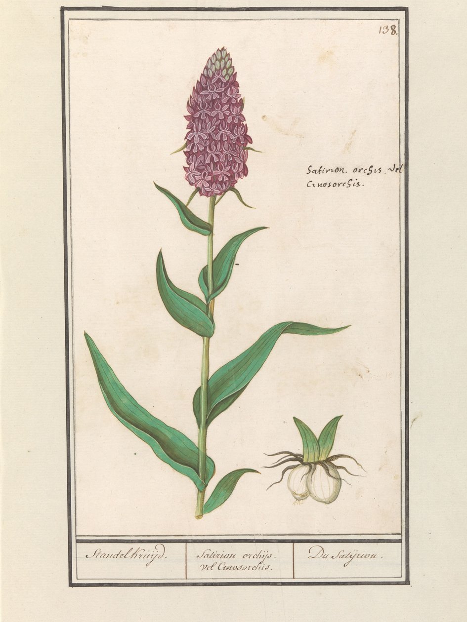 Bred orkis (Dactylorhiza majalis) Standelcruijd. / Satirion orkideer eller Cynosorchis. / Satijrion. (tittel på objekt) av Anselmus Boëtius de Boodt