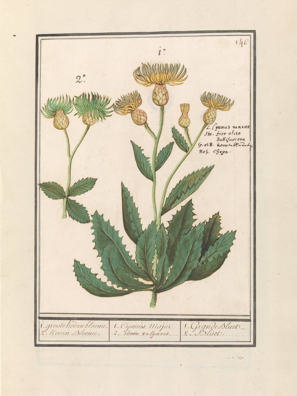 Centauri (Centaurea) 1. stor kornblomst. 2. Korn Bloeme. / 1. Cijanus Major / 2. idem vulgaris. / 1. Grande bluet. / 2. Bluet. (tittel på vare) av Anselmus Boëtius de Boodt