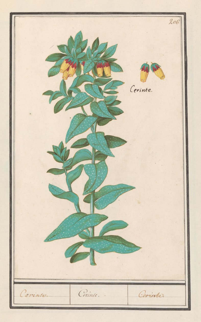 Cerinthe (Cerinthe major) Krav. / Krav. / Krav. (tittel på objekt) av Anselmus Boëtius de Boodt