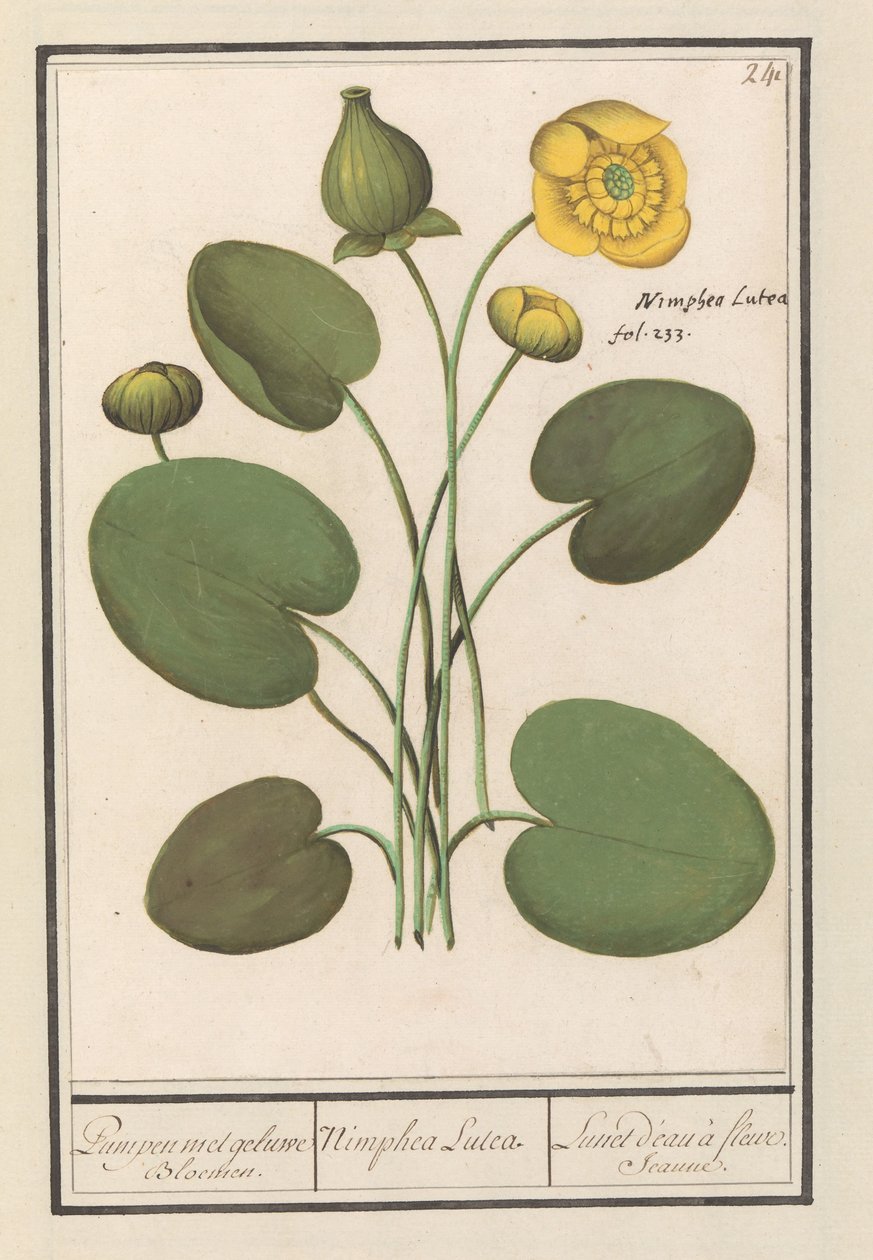Gul diskett (Nuphar lutea) Pumper med gule blomster. / Nimphea Lutea. / Lunet d