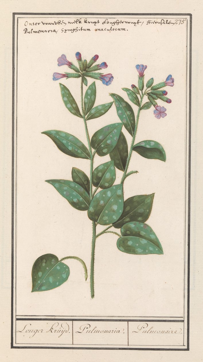 Flekk lungeurt (Pulmonaria officinalis) Lengre krydder. / Pulmonaria. / Lunge. (tittel på objekt) av Anselmus Boëtius de Boodt