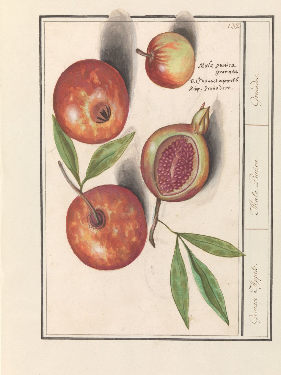 Granateple (Punica granatum) Grenaert epler. / Mala Punica. / Granater. (tittel på objekt) av Anselmus Boëtius de Boodt