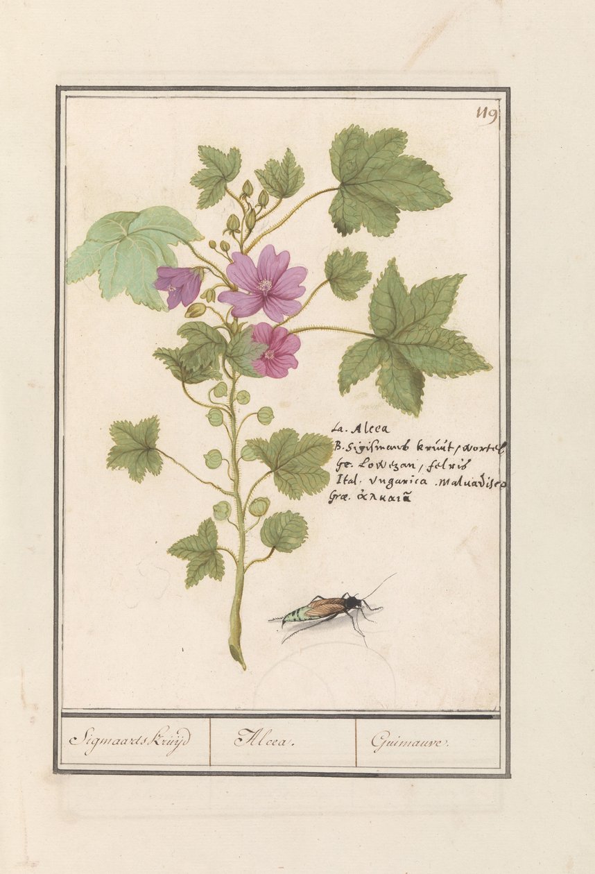 Stor malva (Malva sylvestris) Sigmaards urt / Alcea. / Guimauvre. (tittel på objekt) av Anselmus Boëtius de Boodt