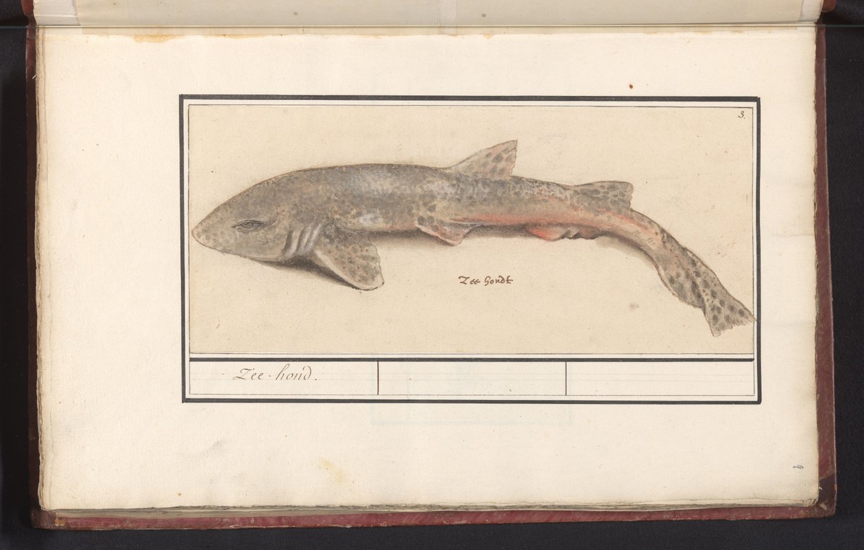 Dogfish (Scyliorhinus canicula) Sea Hound (tittel på objekt) av Anselmus Boëtius de Boodt