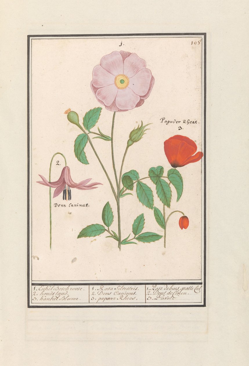 Hundetann (Erythronium), villrose (Rosa) og en valmue (valmue) 1. Bare Bosch rose. 2. hundestativ. 3. Kankel Bloeme. / 1. Rosa Silvestris. 2. Dens Canisus 3. Poppy Rheas. / 1. Rose de bois gratte cul 2. Dent de Chien. 3. Pavot. (tittel på objekt) av Anselmus Boëtius de Boodt