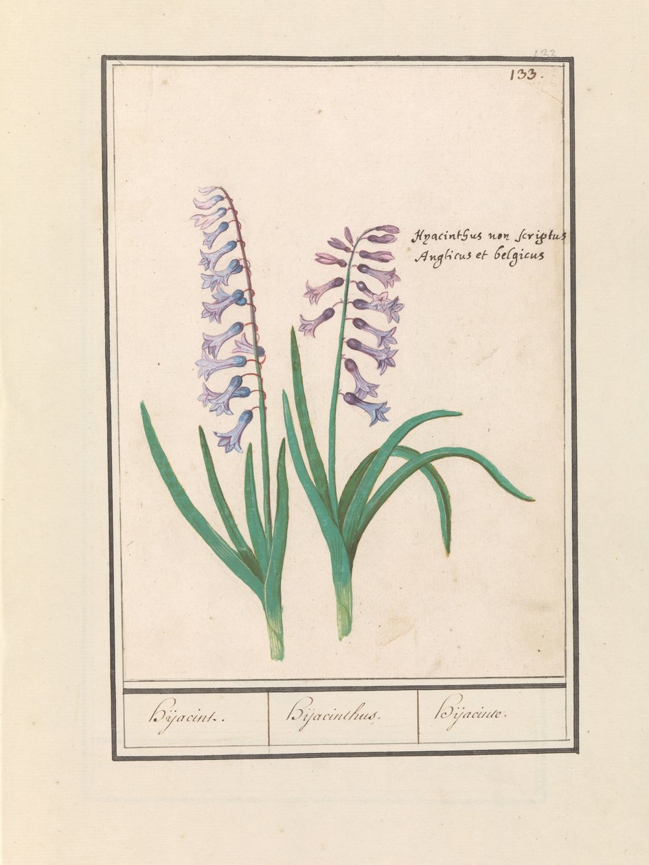 Hyasint (Hyacinthus orientalis) Hyasint. / Hyacinthus / Hijacinte (tittel på objekt) av Anselmus Boëtius de Boodt