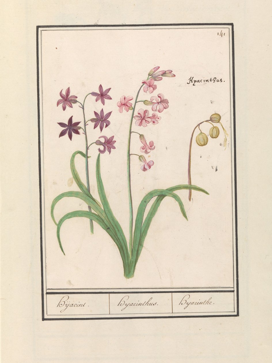 Hyacint (Hyacinthus orientalis) Hijacin / Hyacinthus / Hyacinth (tittel på objekt) av Anselmus Boëtius de Boodt