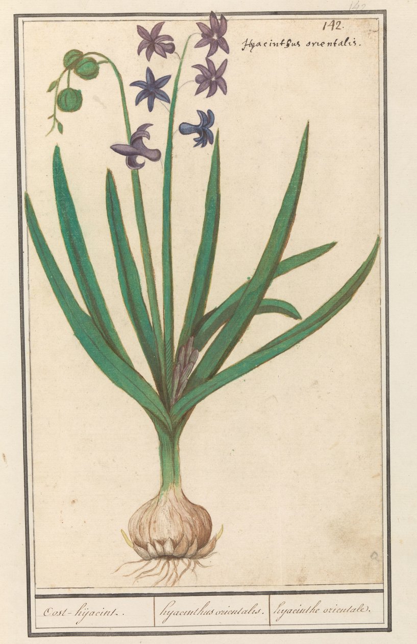 Hyacint (Hyacinthus orientalis) Oost-hijacint / Orientalsk hyasint. / orientalsk hyacint (tittel på objekt) av Anselmus Boëtius de Boodt