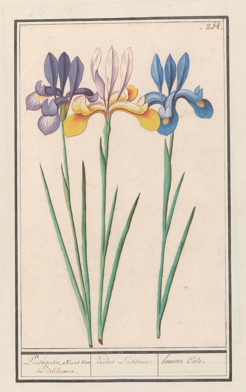 Iris (Iris siberica) portugisisk, som van Lisbloemen. / irider Lusitanae. / hemero Cale. (tittel på objekt) av Anselmus Boëtius de Boodt