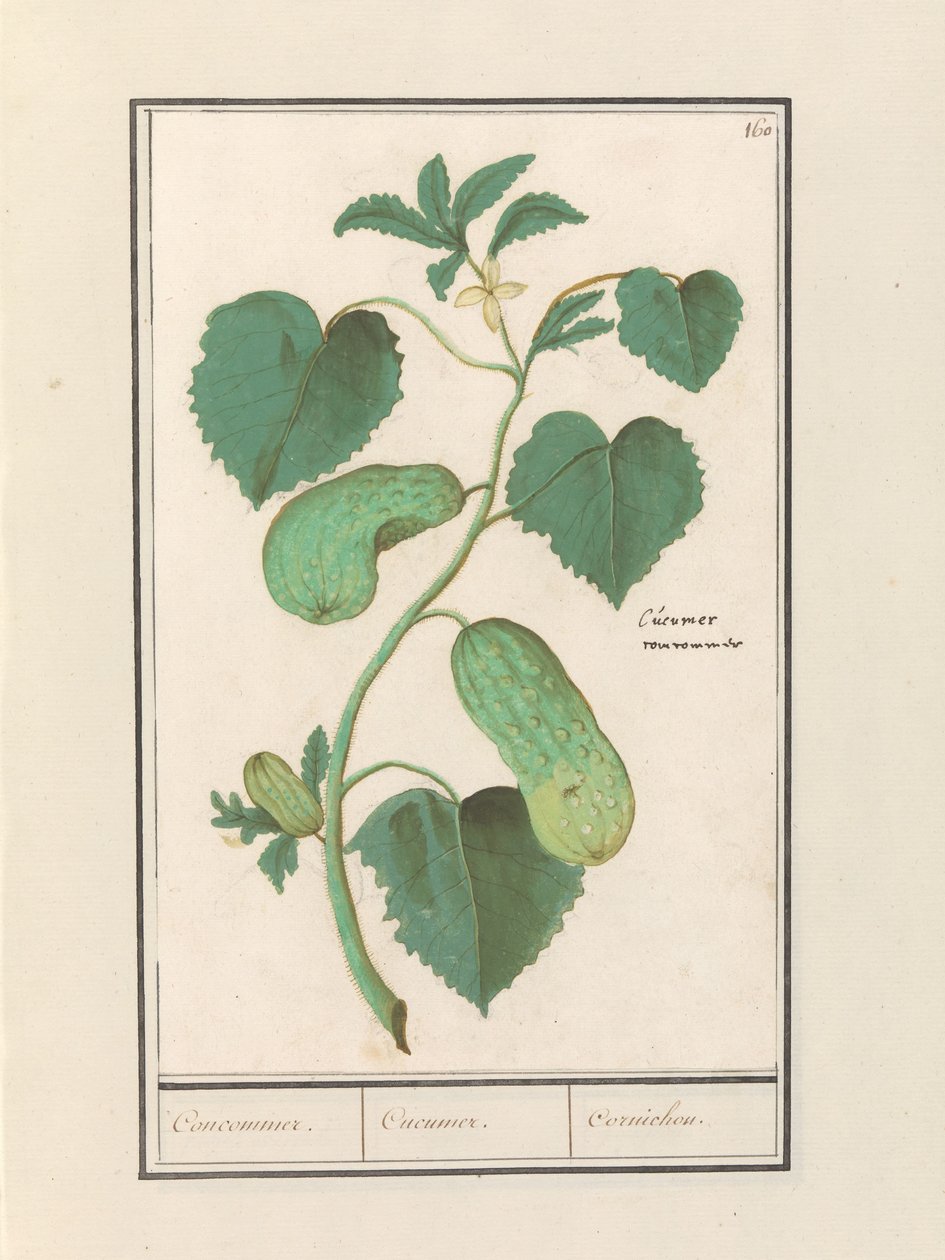 Komkommer (Agurk sativa) Komkommer. / Agurk. / Cornichon. (tittel på objekt) av Anselmus Boëtius de Boodt