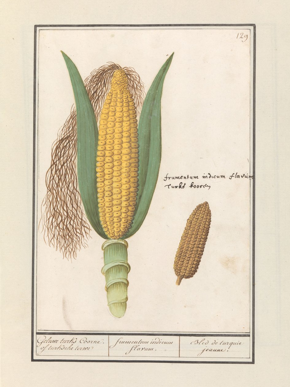 Mais (Zea mays) Geluwe turks Coorne. av turksche terwe / gul indisk mais / Bled de turquie jeaune (tittel på objekt) av Anselmus Boëtius de Boodt