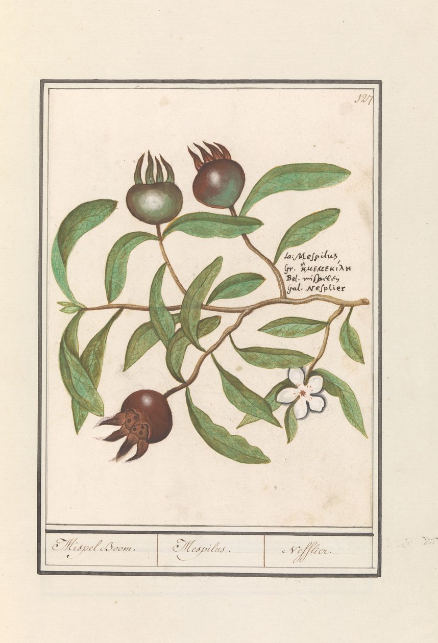 Mispel (Mespilus germanica) Medlar Tre. / Mespilus. / Nefflier (tittel på objekt) av Anselmus Boëtius de Boodt
