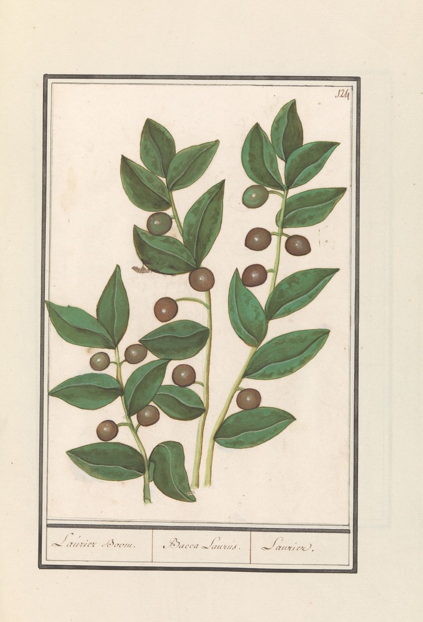 Oliven (Olea europaea) Laurbærtre. / Bacca Laurus. / Laurel (tittel på objekt) av Anselmus Boëtius de Boodt