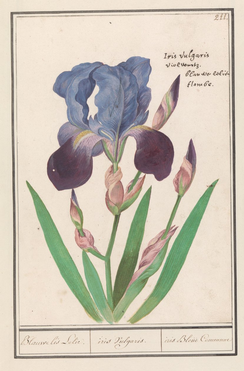 Lilla iris (Iris germanica) Blå Iris Lily. / iris Vulgaris. / iris Blue Commune (tittel på objekt) av Anselmus Boëtius de Boodt