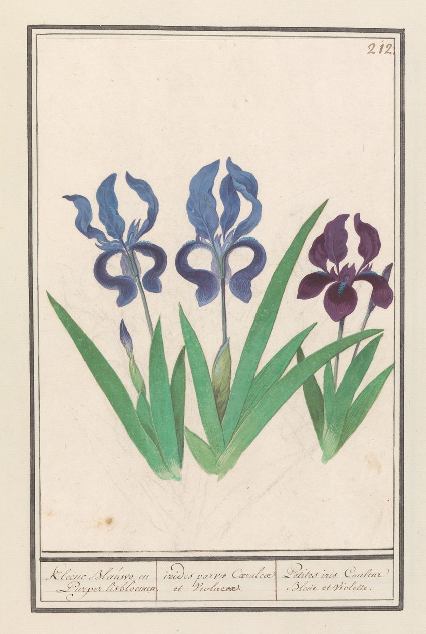 Paarse iris (Iris germanica) Kleene Blauwe en Puper lisbloemen / små lilla og fiolette regnbuer. / Petites iris Couleur Bleue et Violette (tittel på objekt) av Anselmus Boëtius de Boodt